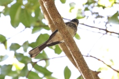 Rhipidura rufiventris