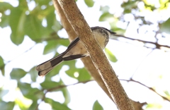 Rhipidura rufiventris