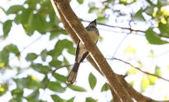 Rhipidura rufiventris