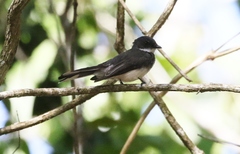 Rhipidura rufiventris