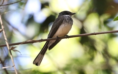 Rhipidura rufiventris