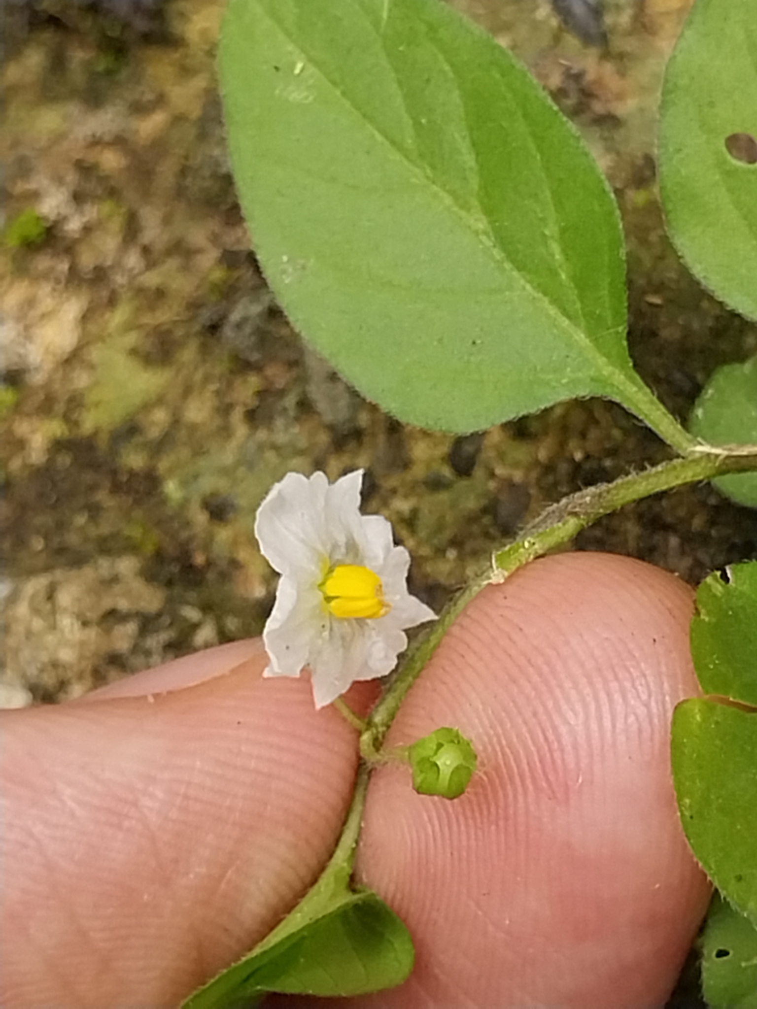 Solanum manabiense