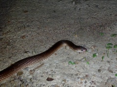 Cryptophis pallidiceps