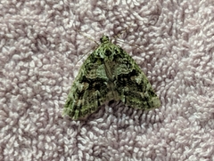 Triptila virescens