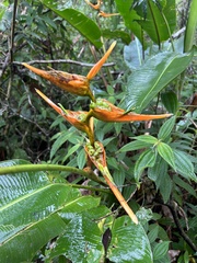 Heliconia latispatha image