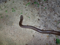 Cryptophis pallidiceps