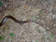 Cryptophis pallidiceps