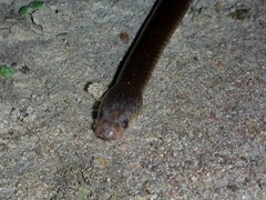 Cryptophis pallidiceps