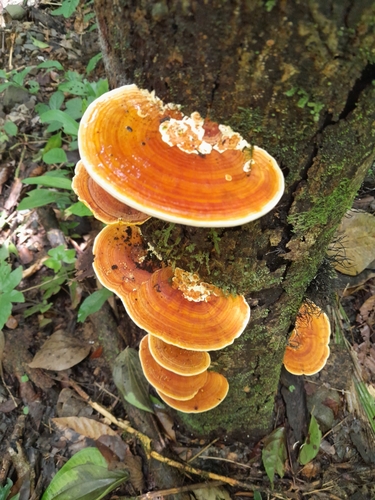 Rigidoporus microporus