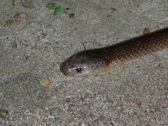 Cryptophis pallidiceps