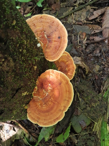 Rigidoporus microporus