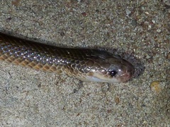 Cryptophis pallidiceps