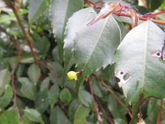 Phyllonoma cacuminis