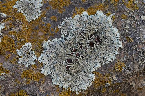 Taškuotasis auksakežis nuotrauka