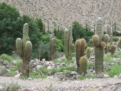 Trichocereus atacamensis