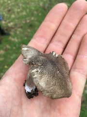 Tricholoma terreum image