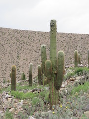 Trichocereus atacamensis
