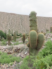 Trichocereus atacamensis
