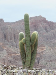 Trichocereus atacamensis