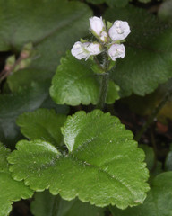 Veronica californica