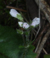 Veronica californica