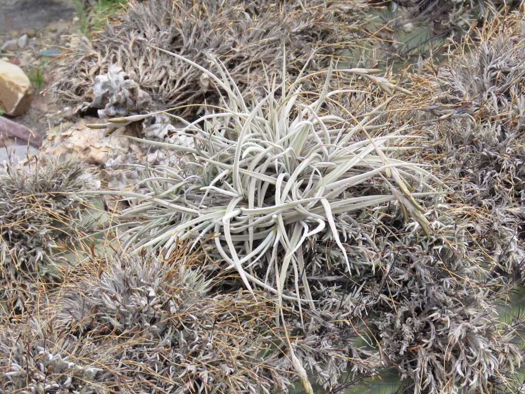 Tillandsia caliginosa