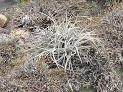 Tillandsia caliginosa