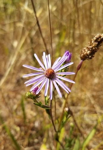 Image of Douglas' Aster (Symphyotrichum subspicatum) by no rights reserved