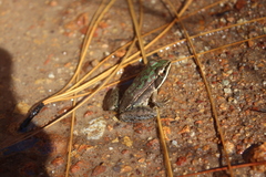 Lithobates maculatus