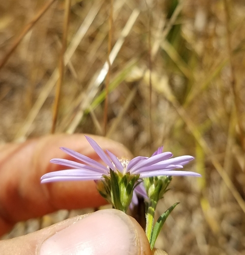 Image of Symphyotrichum subspicatum by no rights reserved