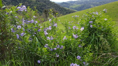 Solanum umbelliferum