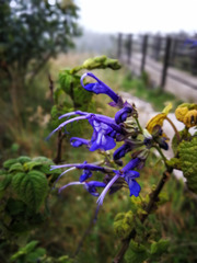 Salvia pichinchensis