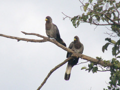 Eastern Plantain-Eater photo 4