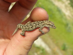 Mediodactylus orientalis