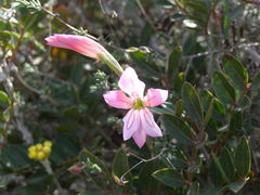 Gladiolus triphyllus