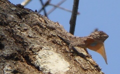 Draco maculatus