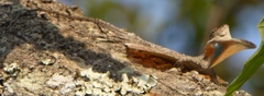 Draco maculatus