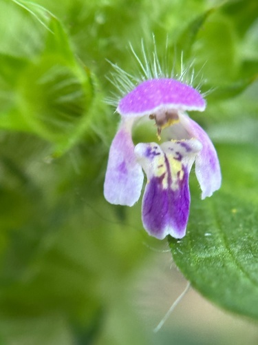 Galeopsis bifida