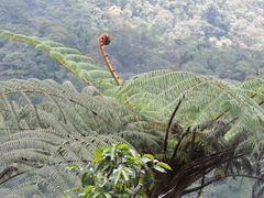 Sphaeropteris horrida
