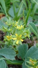 Sibbaldia parviflora