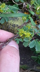 Sibbaldia parviflora