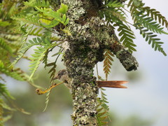 Leptasthenura fuliginiceps
