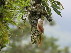 Leptasthenura fuliginiceps