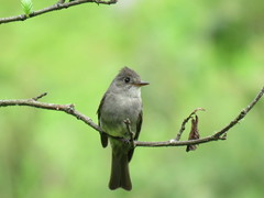 Contopus fumigatus