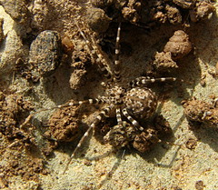 Hersiliola simoni