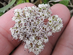 Vesper macrorhizus
