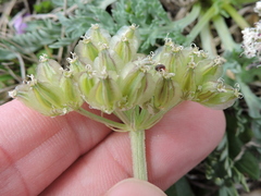 Vesper macrorhizus