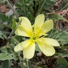 Oenothera primiveris primiveris