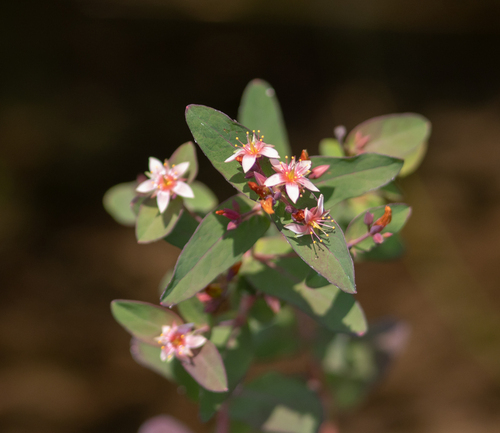 Virginia marsh St. Johnswort (Hypericum virginicum)
