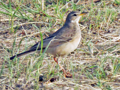 Plain-Backed Pipit photo 3